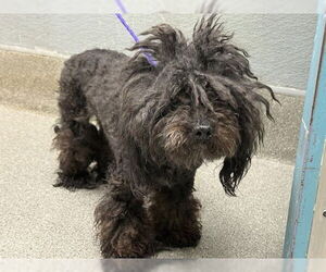 Chihuahua-Poodle (Toy) Mix Dogs for adoption in Las Vegas, NV, USA