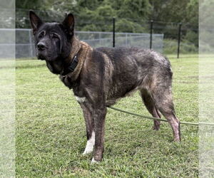 Akita-Unknown Mix Dogs for adoption in Virginia Beach, VA, USA