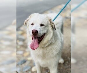 Great Pyrenees Dogs for adoption in Salinas, CA, USA