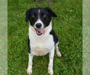 Border Collie Dogs for adoption in Riverwoods, IL, USA