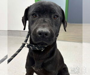 Labrador Retriever Dogs for adoption in Washington, DC, USA