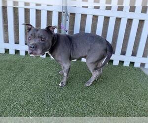 Mutt Dogs for adoption in Modesto, CA, USA