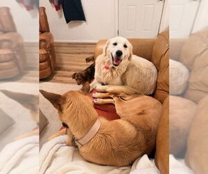 Golden Pyrenees Dogs for adoption in Frisco, CO, USA