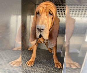 Bloodhound Dogs for adoption in HESPERIA, CA, USA