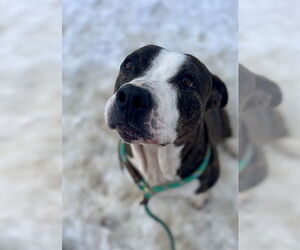 Mutt Dogs for adoption in Louisville, KY, USA