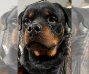 Rottweiler Dogs for adoption in Wilmington, DE, USA