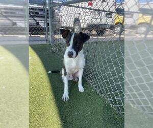 Pointer-Unknown Mix Dogs for adoption in Pasadena, TX, USA