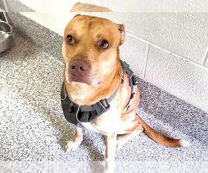 American Pit Bull Terrier Dogs for adoption in Houston, TX, USA