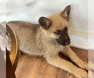 Mutt Dogs for adoption in Genesee, WI, USA