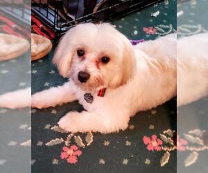 Maltese Dogs for adoption in Akron, OH, USA