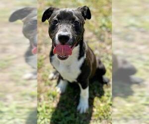 American Pit Bull Terrier-Unknown Mix Dogs for adoption in Augusta, GA, USA