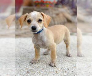 Dachshund Dogs for adoption in Austin, TX, USA