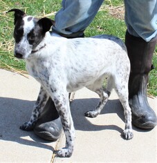 Rat Terrier Dogs for adoption in Hillsdale, IN, USA