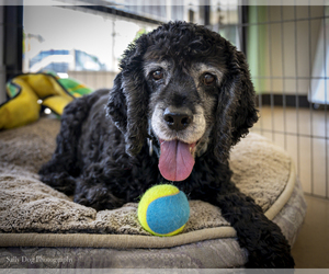 Cocker Spaniel Dogs for adoption in See Website, CA, USA