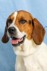 Medium Photo #1 Basset Hound-Unknown Mix Puppy For Sale in Johnson City, TN, USA