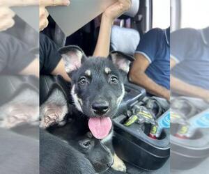 German Shepherd Dog Dogs for adoption in San Antonio, TX, USA