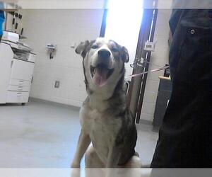 Siberian Husky-Unknown Mix Dogs for adoption in Fayetteville, NC, USA