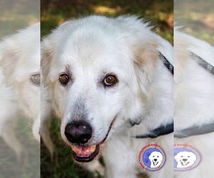 Great Pyrenees Dogs for adoption in Spring, TX, USA