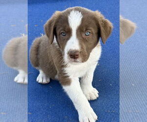 Anatolian Shepherd-Australian Shepherd Mix Dogs for adoption in Bolivar, MO, USA