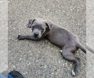 American Pit Bull Terrier Dogs for adoption in Evansville, IN, USA