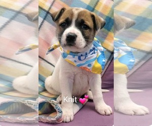 Australian Shepherd-Unknown Mix Dogs for adoption in SHERBURNE, NY, USA
