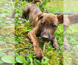 Mutt Dogs for adoption in Ellijay, GA, USA