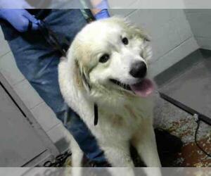 Great Pyrenees Dogs for adoption in Atlanta, GA, USA
