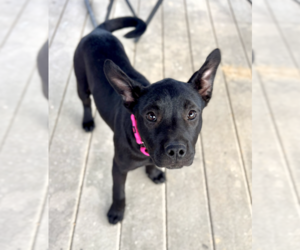 Labrador Retriever-Unknown Mix Dogs for adoption in Boston, MA, USA