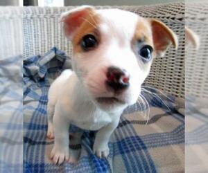 Jack Russell Terrier Dogs for adoption in Grovertown, IN, USA
