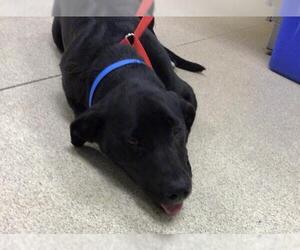 Labrador Retriever-Unknown Mix Dogs for adoption in Riverside, CA, USA