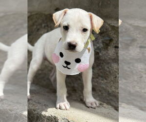 Labrador Retriever-Unknown Mix Dogs for adoption in Staten Island, NY, USA