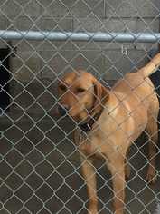 Weimaraner Dogs for adoption in Alturas, CA, USA