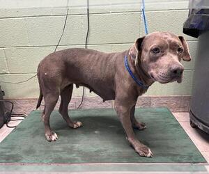 American Staffordshire Terrier-Unknown Mix Dogs for adoption in Grand Prairie, TX, USA