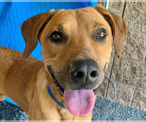 Rhodesian Ridgeback Dogs for adoption in Moreno Valley, CA, USA