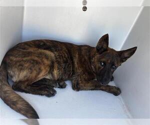 Holland Shepherd Dogs for adoption in Houston, TX, USA