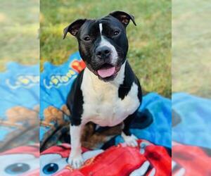 American Staffordshire Terrier-Unknown Mix Dogs for adoption in Tallahassee, FL, USA