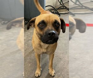 Puggle Dogs for adoption in San Bernardino, CA, USA