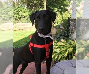Labrador Retriever Dogs for adoption in Glen Haven, WI, USA