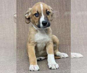 Beagle-Unknown Mix Dogs for adoption in Charleston , WV, USA