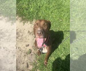 American Pit Bull Terrier-Unknown Mix Dogs for adoption in Tavares, FL, USA