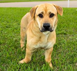Medium Photo #1 Bagle Hound Puppy For Sale in Missouri City, TX, USA