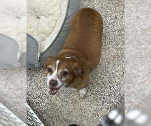 Chihuahua-Unknown Mix Dogs for adoption in Martinsburg, WV, USA