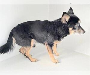 Chihuahua Dogs for adoption in Houston, TX, USA
