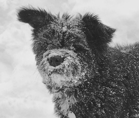 Tibetan Terrier Dogs for adoption in Danbury, CT, USA