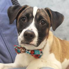 Small Boxer-Mountain Cur Mix