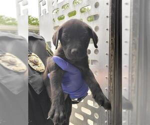 Labrador Retriever-Unknown Mix Dogs for adoption in San Antonio, TX, USA
