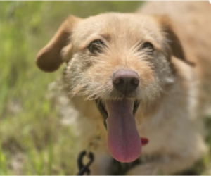 Mutt Dogs for adoption in San Ramon, CA, USA