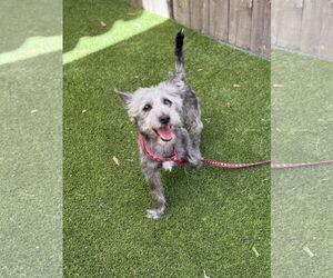 Cairn Terrier-Miniature Schnauzer Mix Dogs for adoption in Mission Viejo, CA, USA