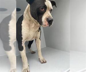 American Bulldog-Unknown Mix Dogs for adoption in Houston, TX, USA