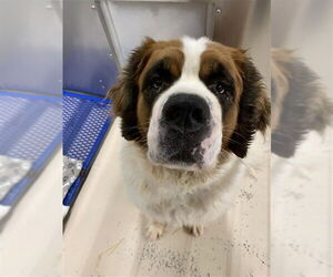 Saint Bernard Dogs for adoption in Fairbanks, AK, USA